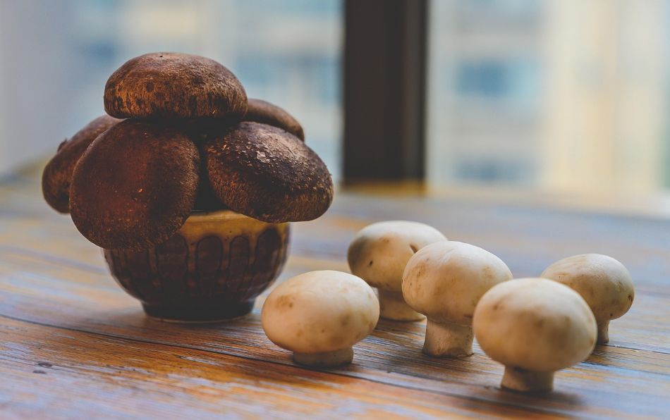 Sommer und Pilze: Welche Arten sind hitzeresistent?